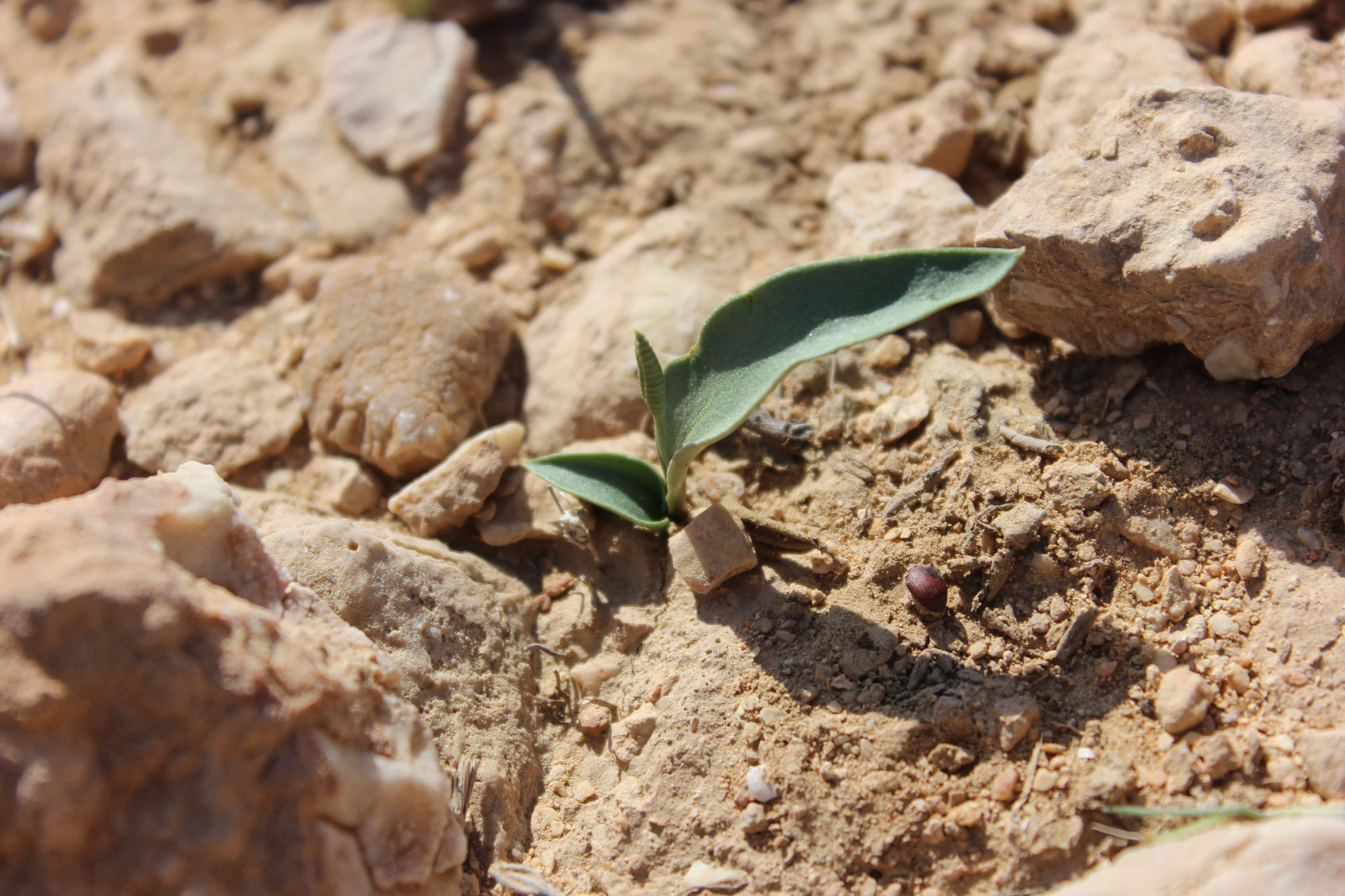 Plant Image